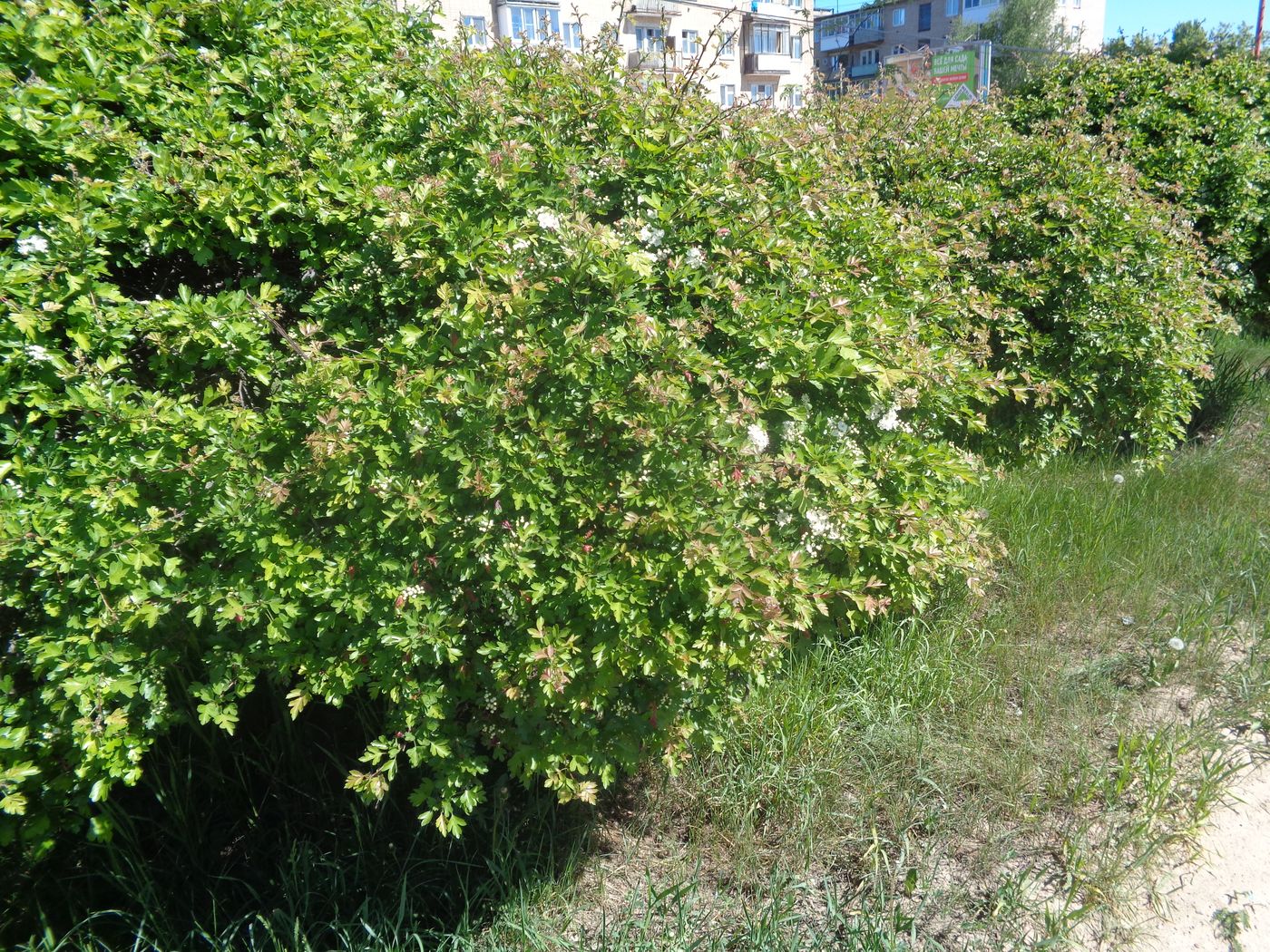 Image of genus Crataegus specimen.