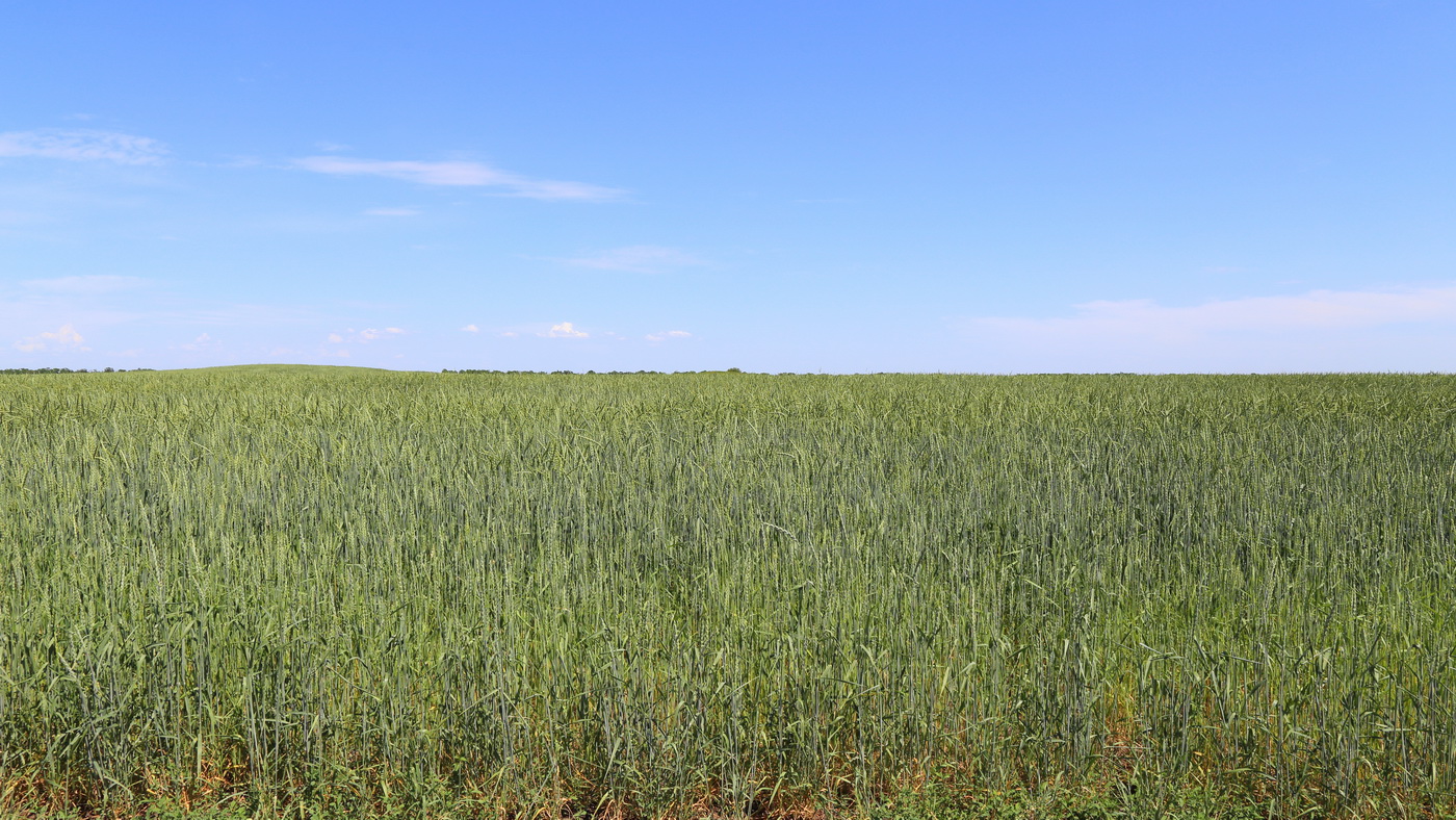 Image of Triticum spelta specimen.