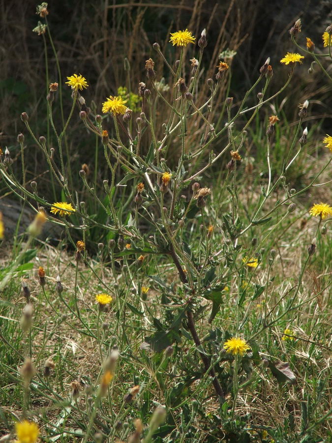 Image of Crepis rhoeadifolia specimen.