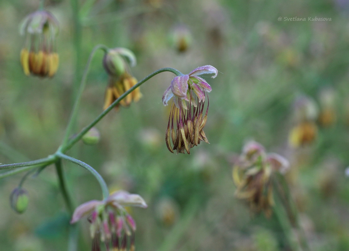 Image of Thalictrum foetidum specimen.