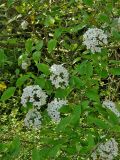 Viburnum × burkwoodii. Ветвь с соцветиями. Чехия, г. Прага, ботсад, в культуре. 22.04.2008.