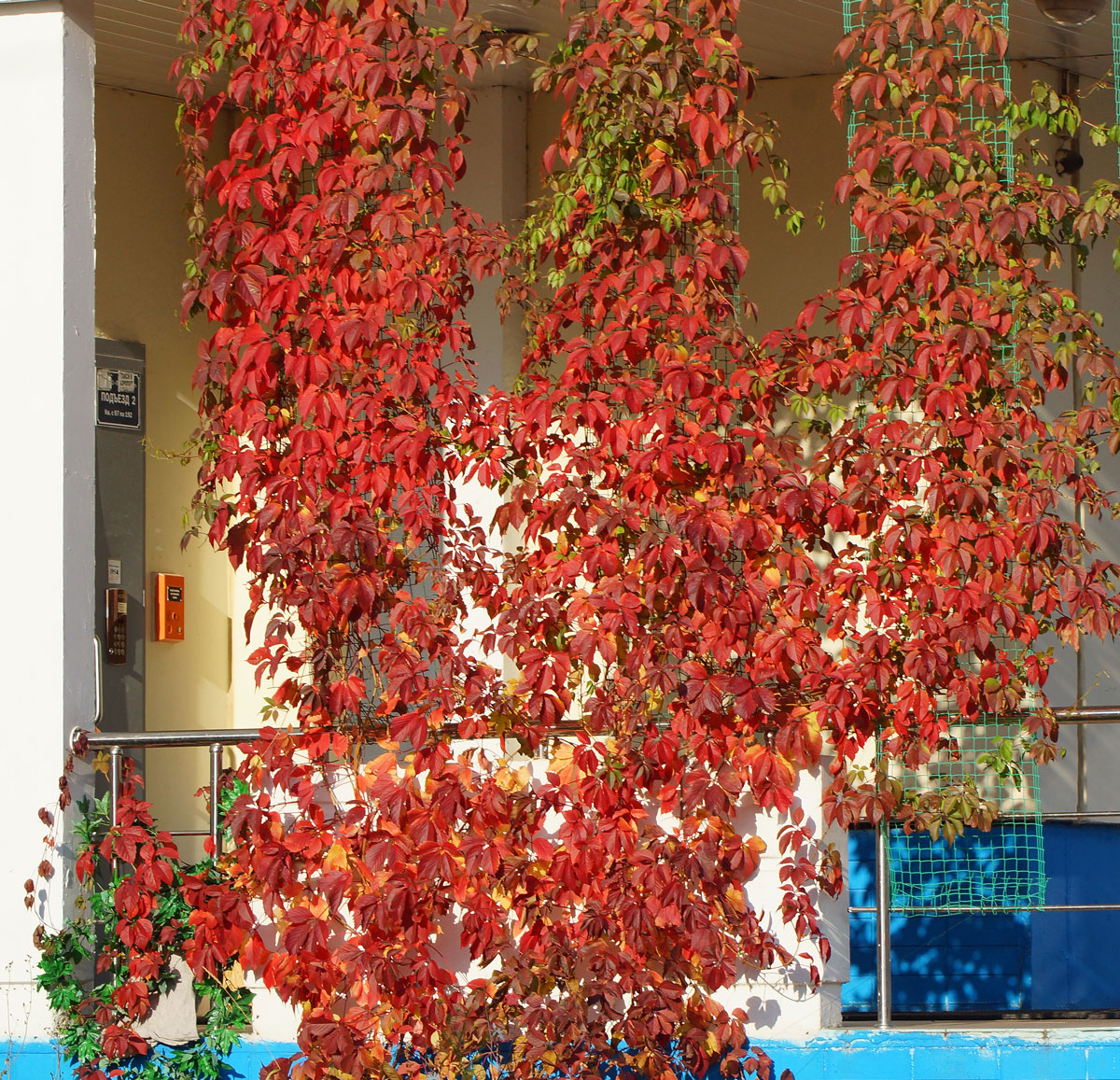 Image of Parthenocissus quinquefolia specimen.