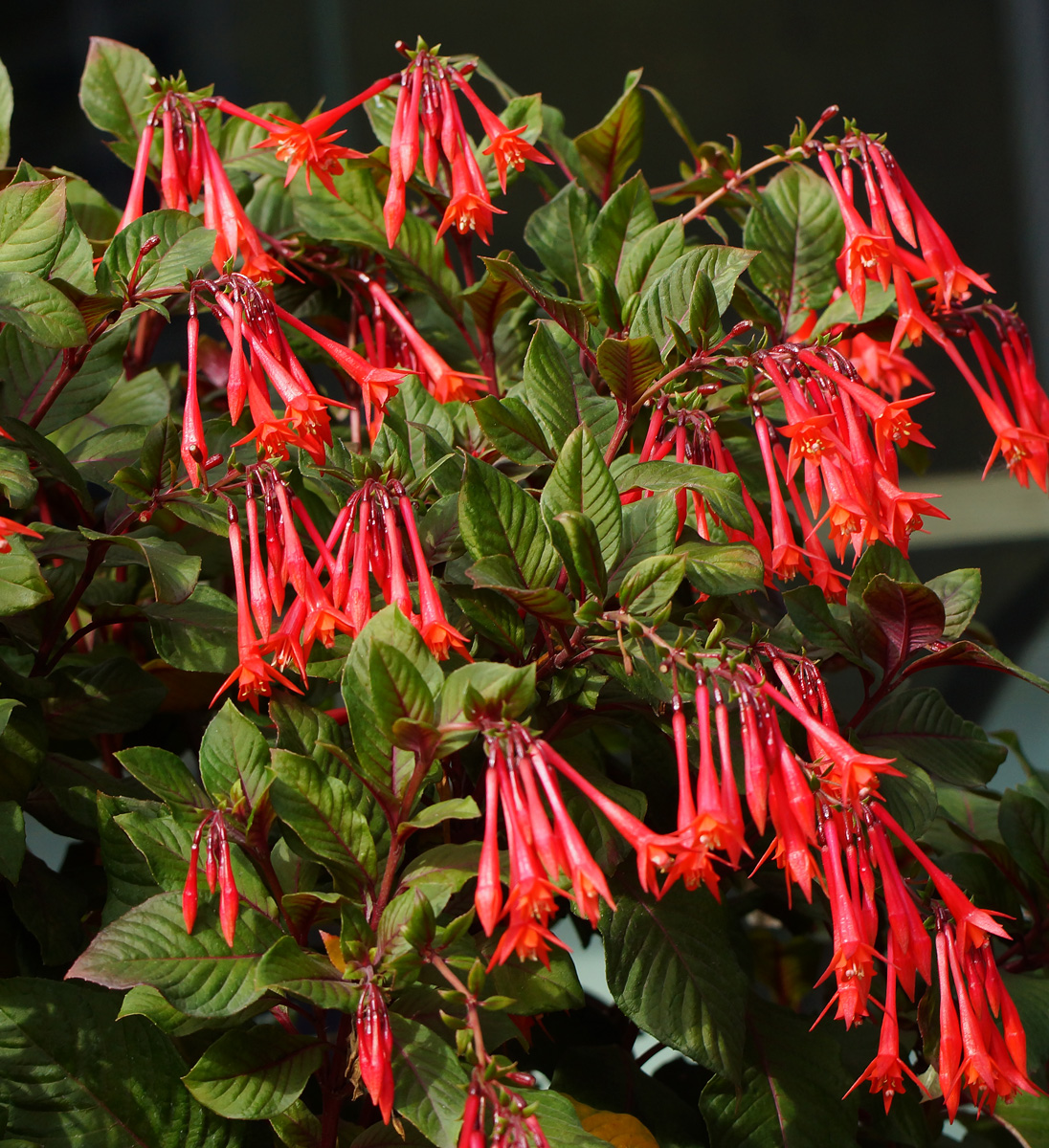 Изображение особи Fuchsia triphylla.