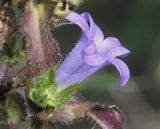 род Campanula