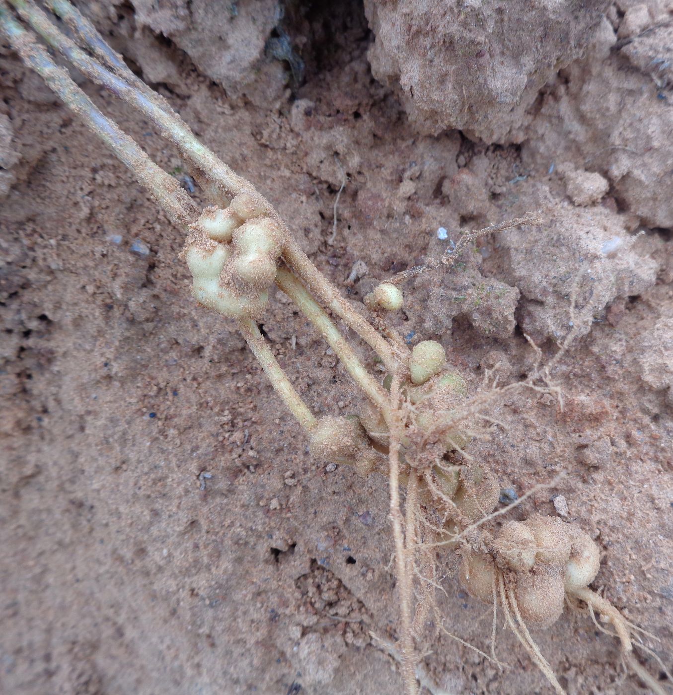 Image of Linaria vulgaris specimen.