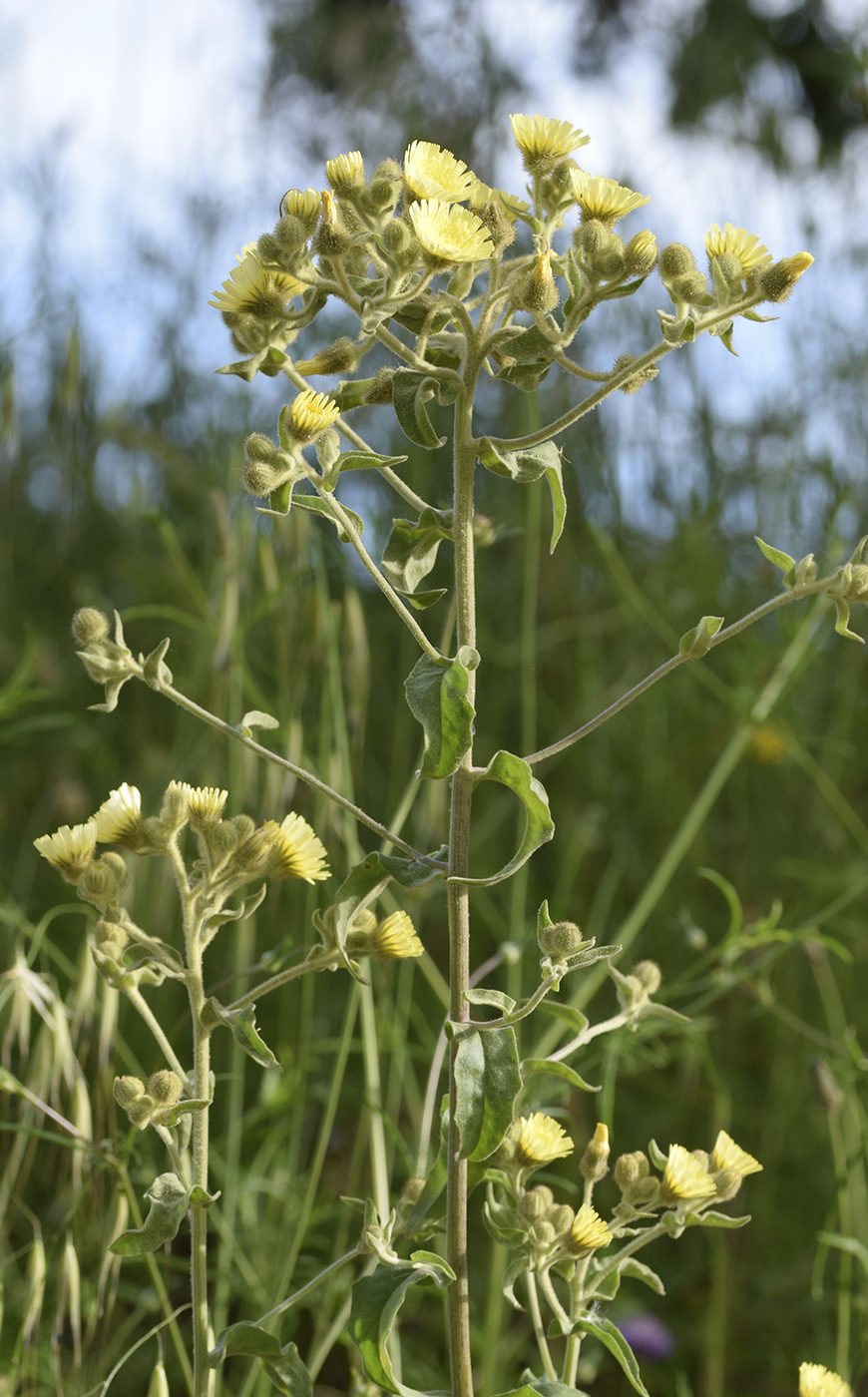 Изображение особи Andryala integrifolia.