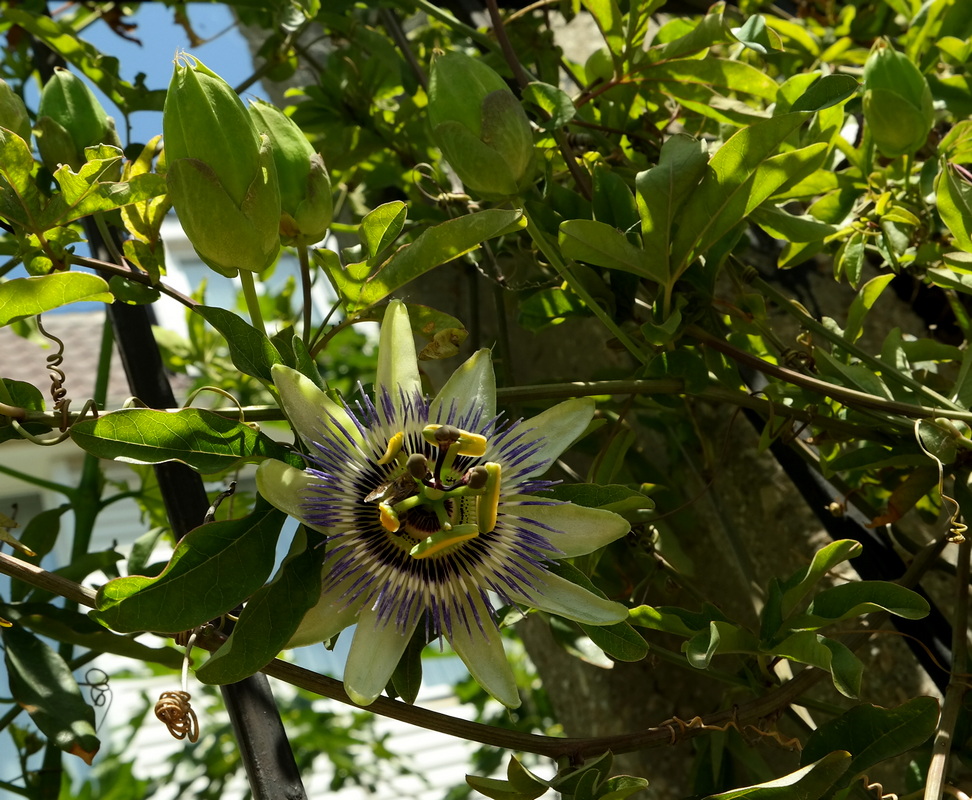 Image of Passiflora caerulea specimen.