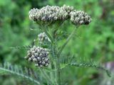 Achillea nigrescens. Верхушка растения с нераскрывшимися соцветиями. Свердловская обл., окр. г. Североуральск, долина р. Оленья, еловый лес. 29.06.2010.