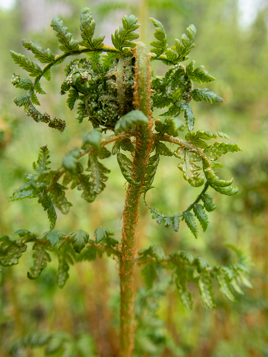 Изображение особи Dryopteris expansa.