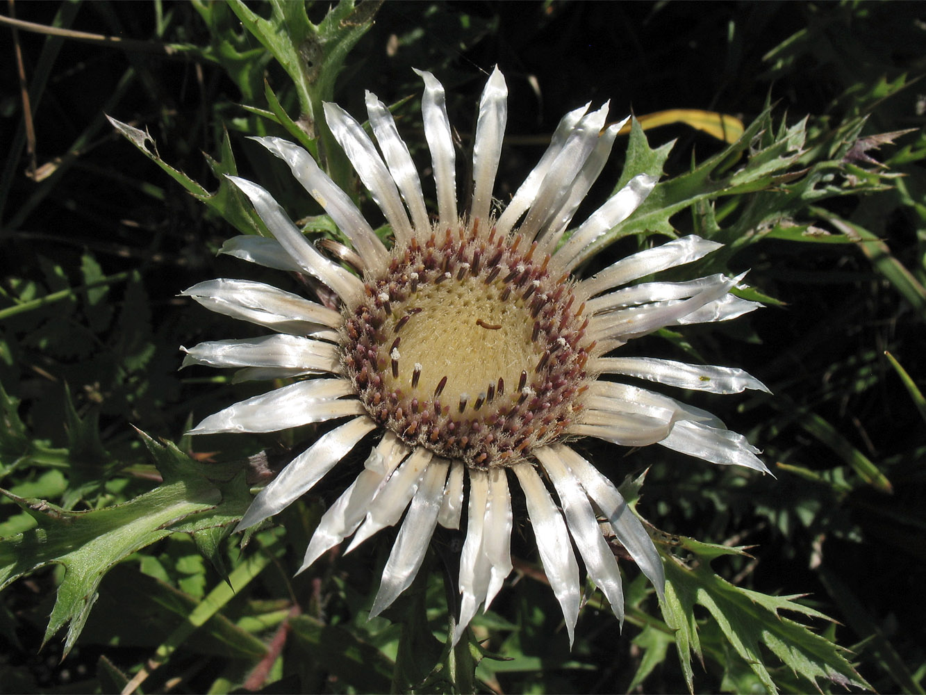 Image of Carlina cirsioides specimen.