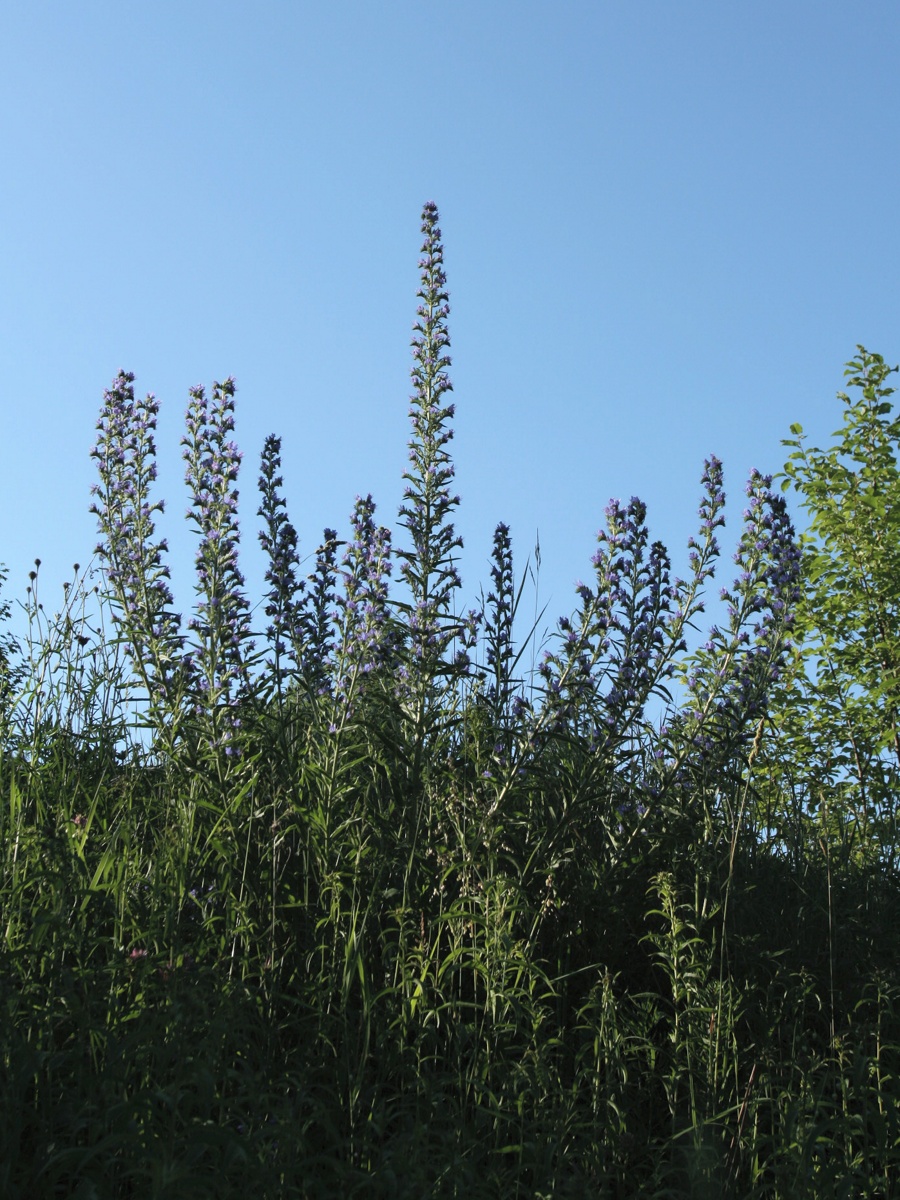 Image of Echium vulgare specimen.