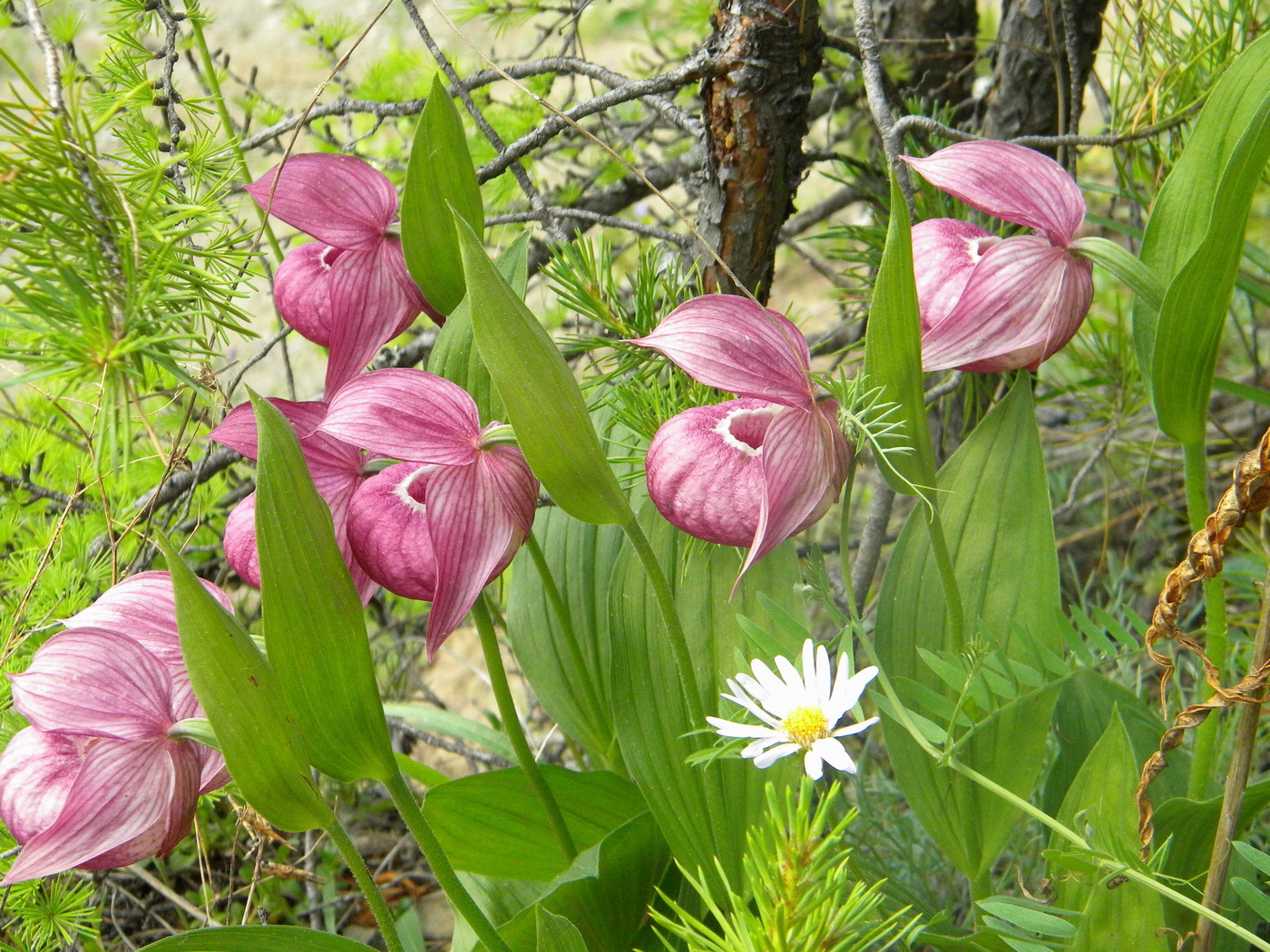 Image of Cypripedium macranthos specimen.