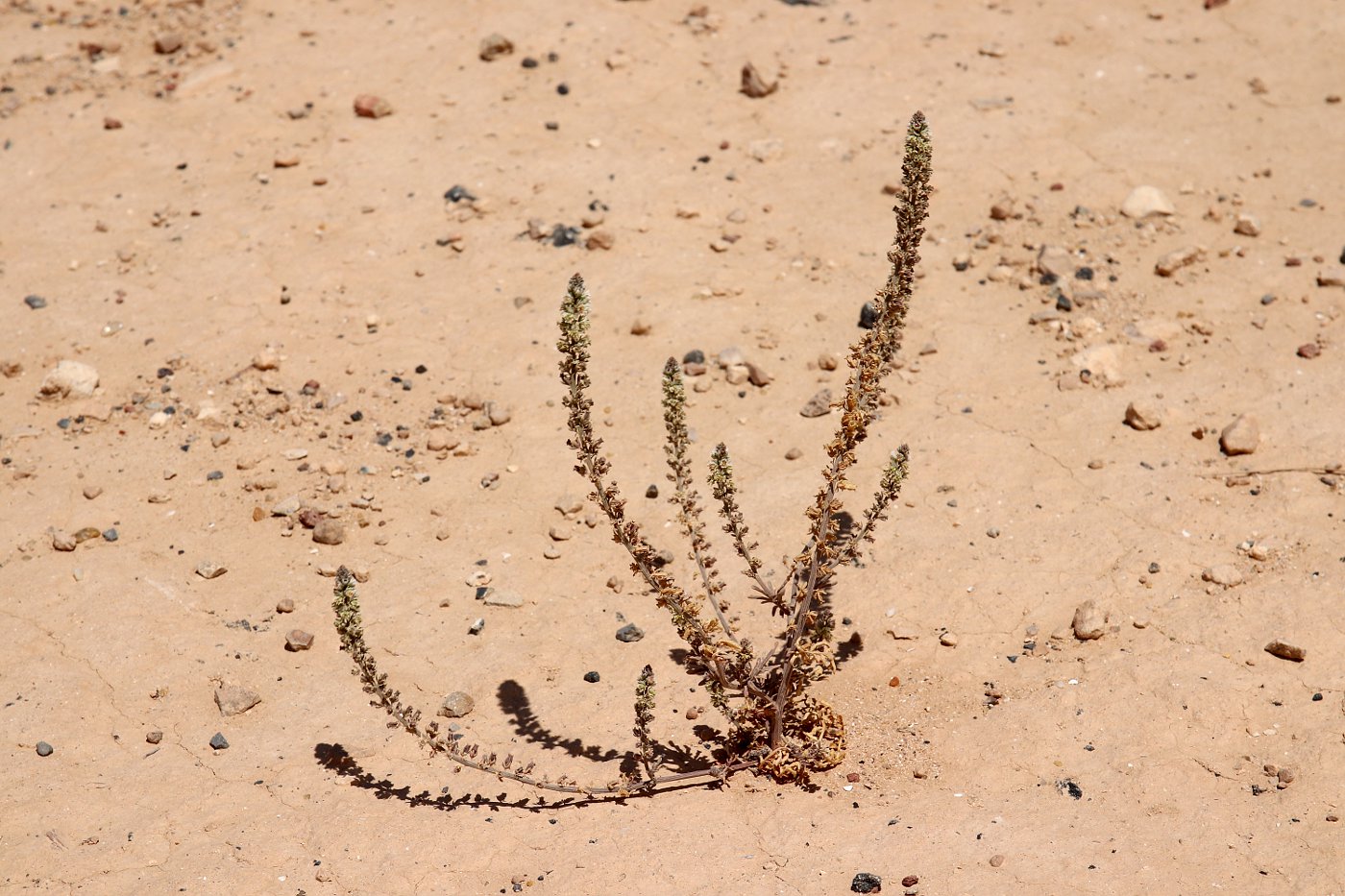 Изображение особи Reseda alba ssp. decursiva.