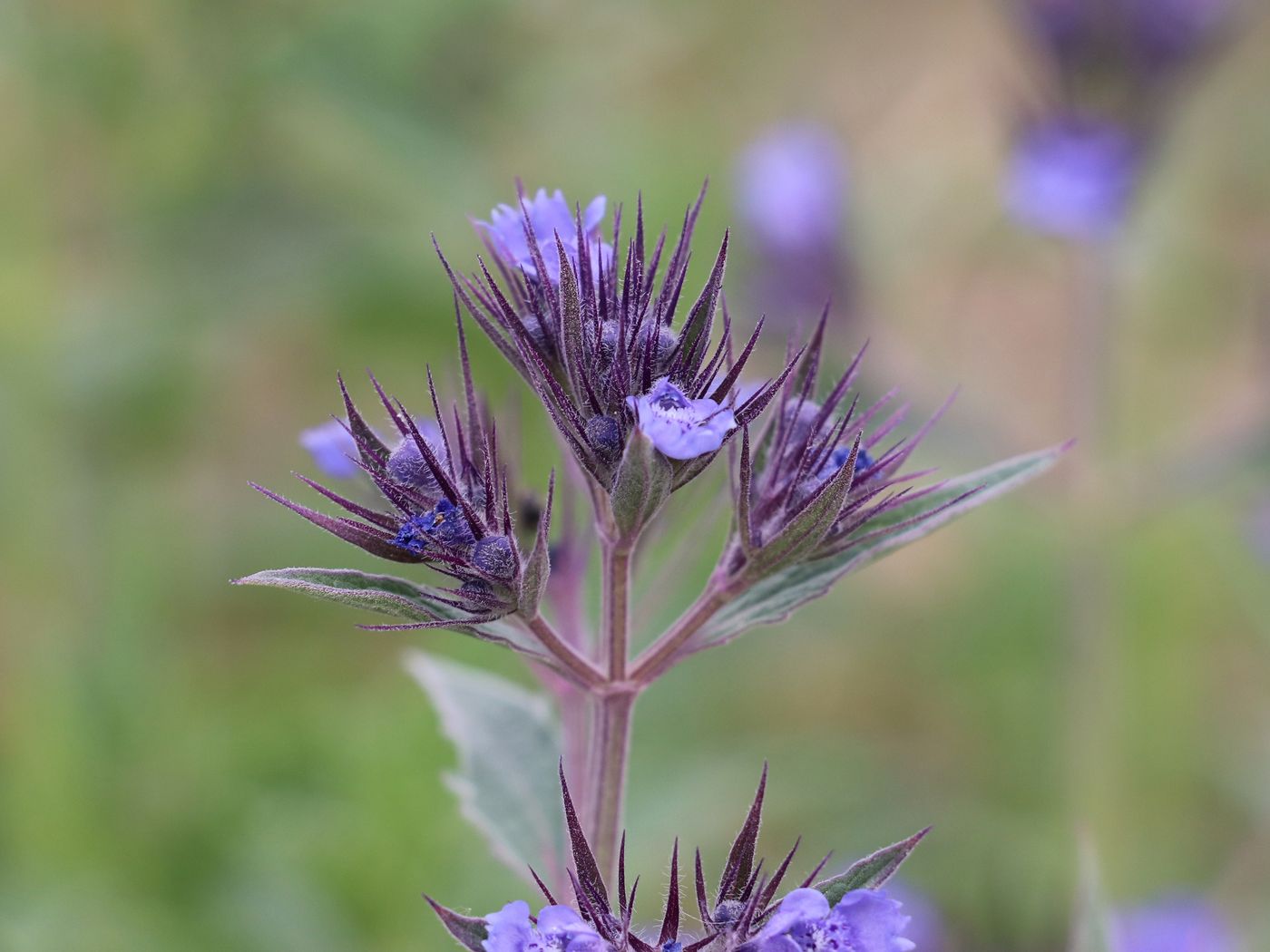 Image of Nepeta ucranica specimen.