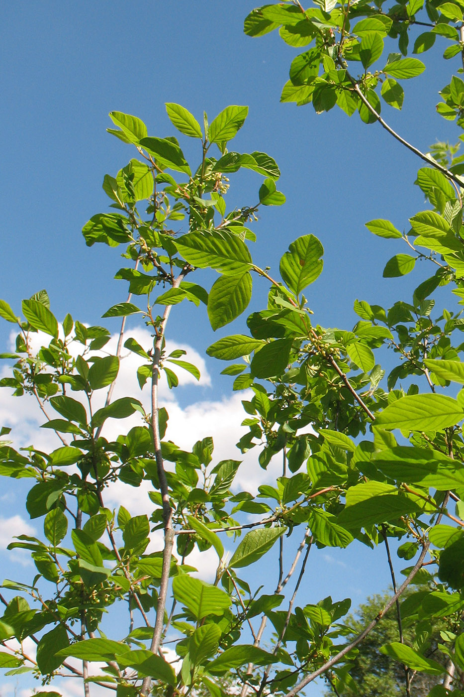 Image of Frangula alnus specimen.