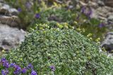 Potentilla oweriniana