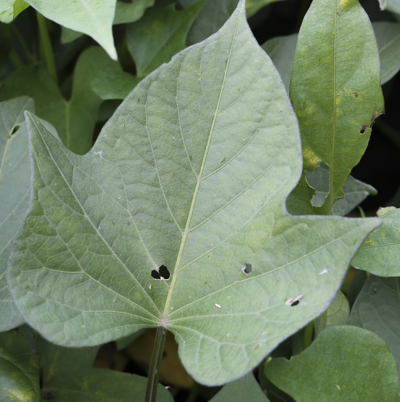 Image of Ipomoea batatas specimen.