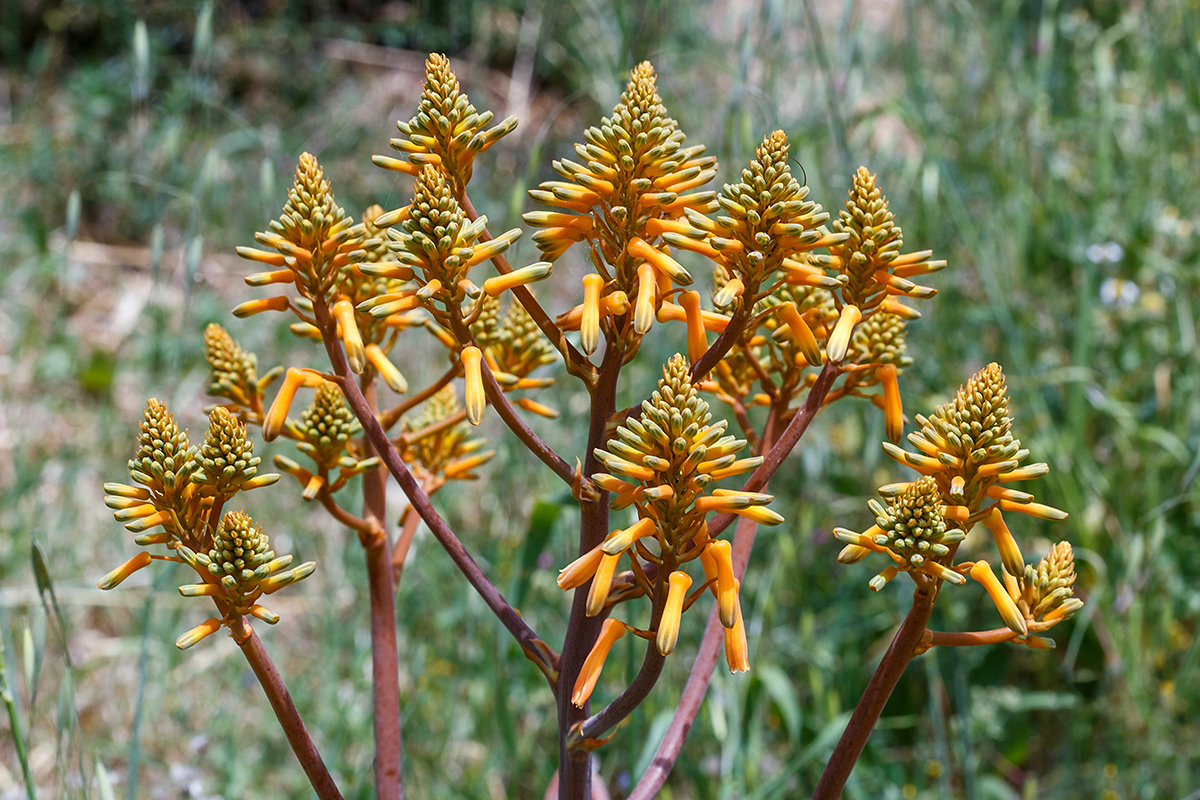 Изображение особи Aloe buhrii.