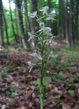 Platanthera bifolia. Соцветие. Северная Осетия, юж. окр. г. Владикавказ, широколиственный лес. 11.06.2021.