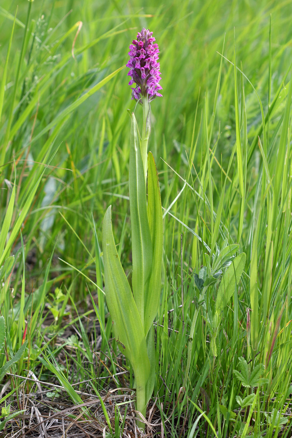 Image of Dactylorhiza incarnata specimen.