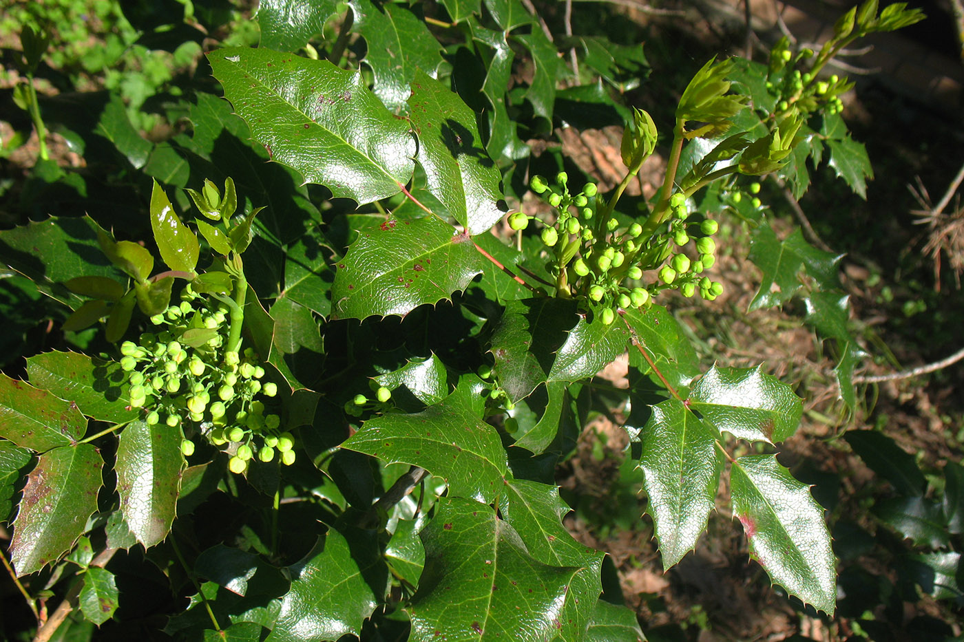 Изображение особи Mahonia aquifolium.