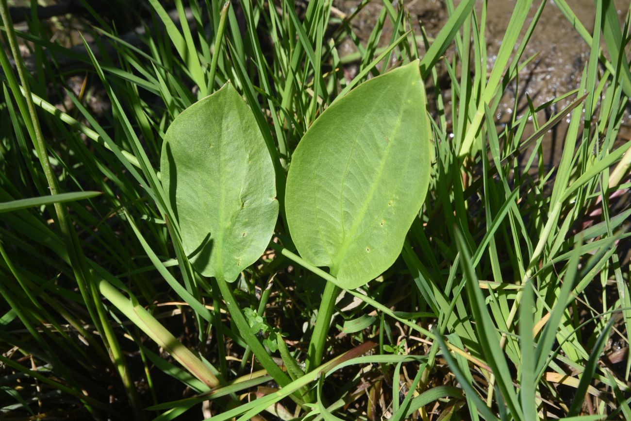 Изображение особи Alisma plantago-aquatica.