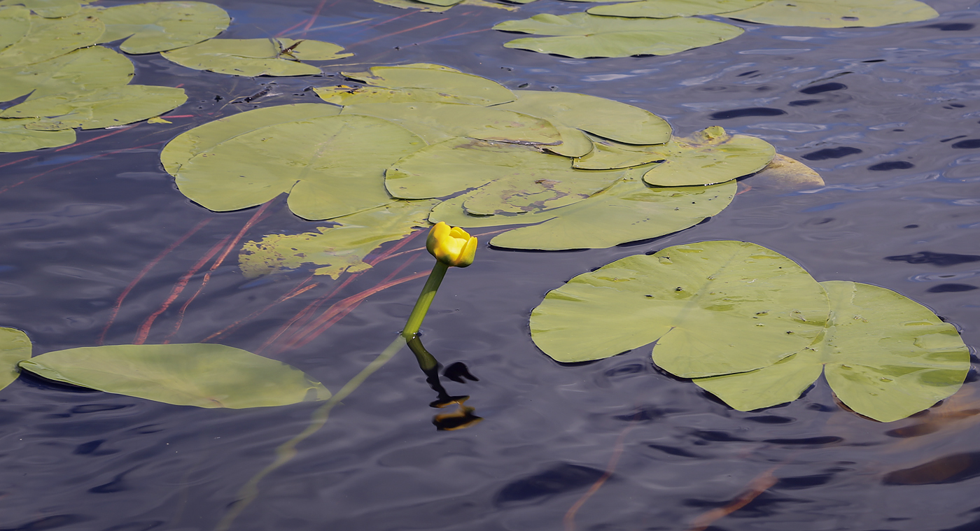 Image of Nuphar lutea specimen.