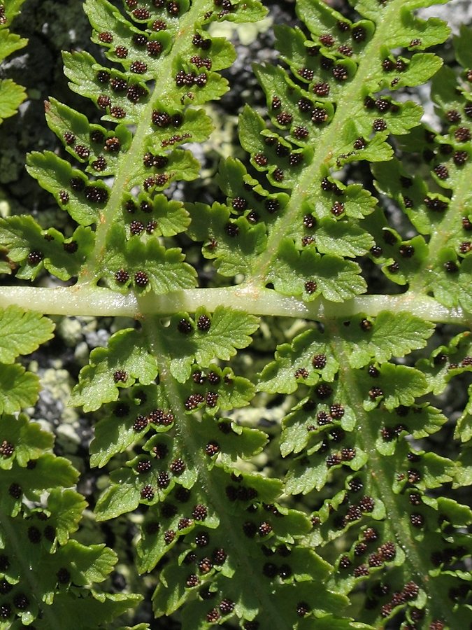 Image of Athyrium distentifolium specimen.