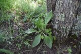 Plantago urvillei