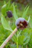 Fritillaria latifolia