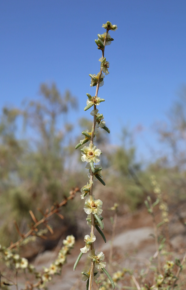 Image of Salsola arbuscula specimen.