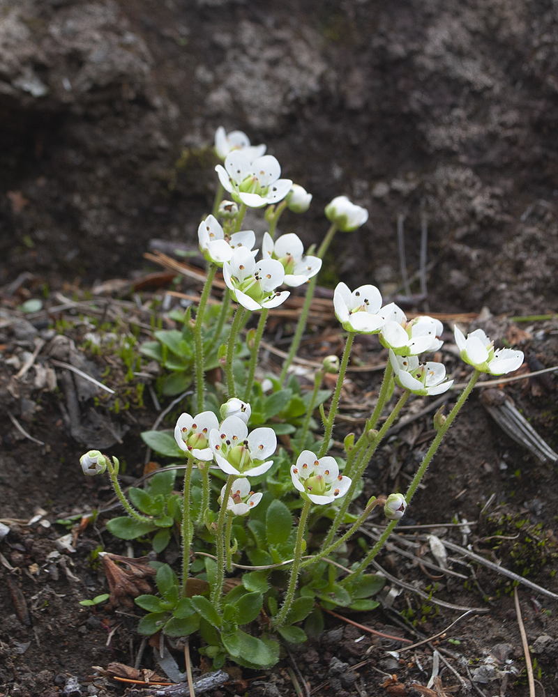 Изображение особи Micranthes merkii.