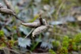 Oxytropis kamtschatica. Созревшие плоды. Камчатский край, г. Петропавловск-Камчатский, Халактырский пляж, приморский луг. 17.08.2022.