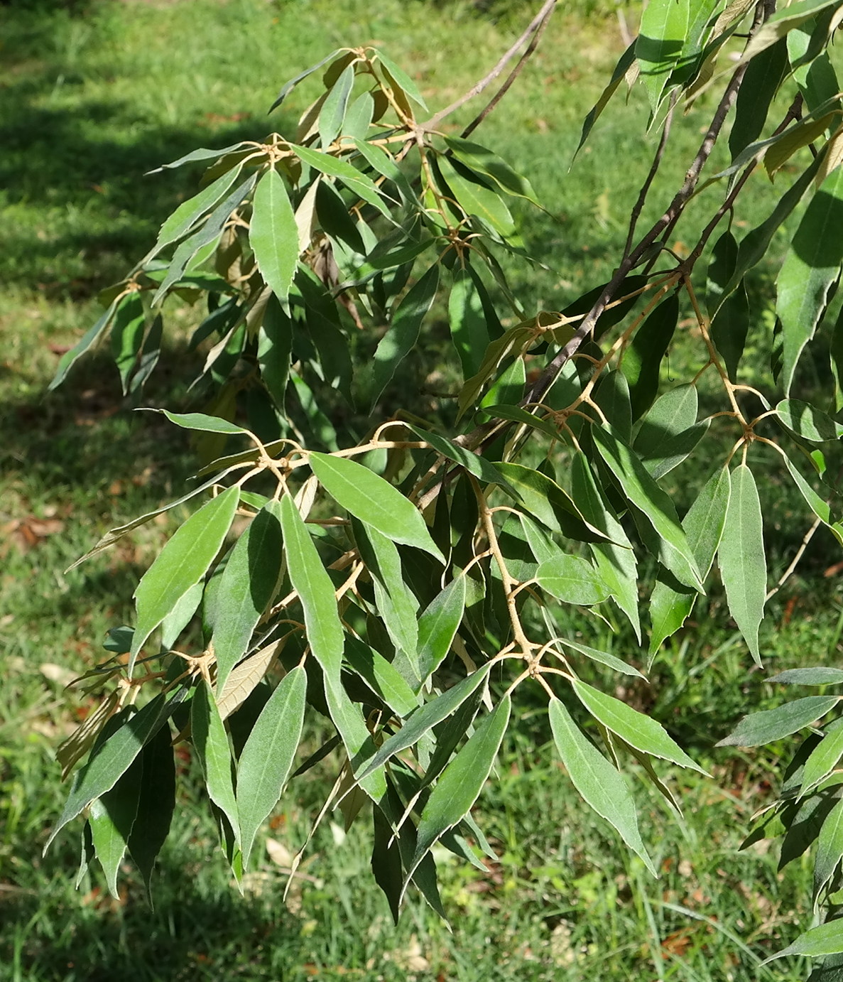 Image of Quercus myrsinaefolia specimen.