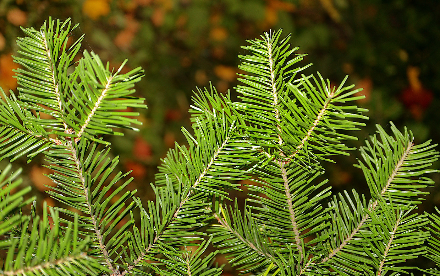 Image of Abies veitchii specimen.