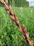 Platanthera bifolia. Часть прошлогоднего соплодия с раскрывшимися плодами. Томск, окр. ж.-д. ст. Томск-Северный, суходольный луг. 12.06.2011.