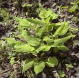 Pulmonaria obscura