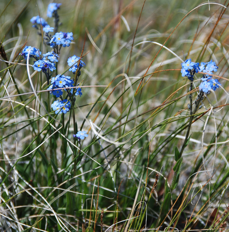 Image of genus Myosotis specimen.