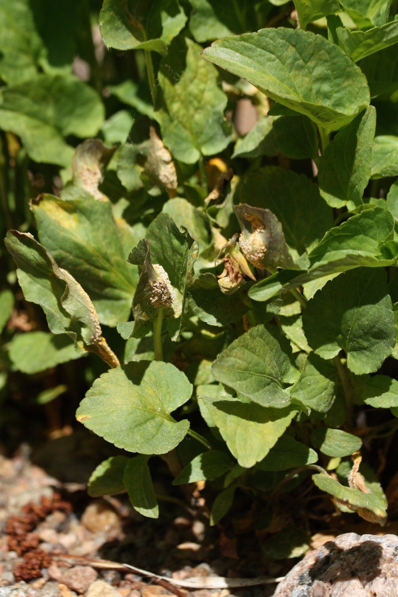 Image of Viola &times; litoralis specimen.