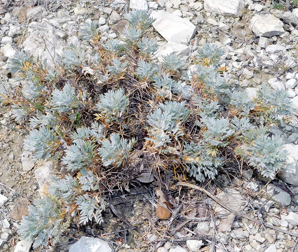 Image of Astragalus arnacanthoides specimen.