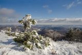 Pinus sylvestris. Покоящееся молодое растение. Башкортостан, Учалинский р-н, Новобайрамгуловский сельсовет, окр. дер. Мусино, вершина горы Рястокташ. 5 ноября 2022 г.