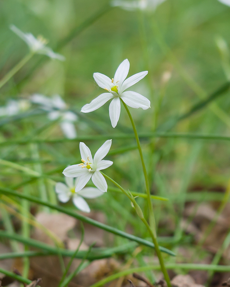 Изображение особи Ornithogalum woronowii.