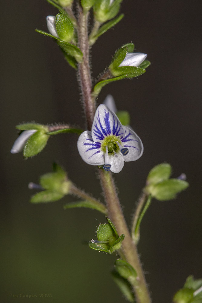 Image of Veronica serpyllifolia specimen.