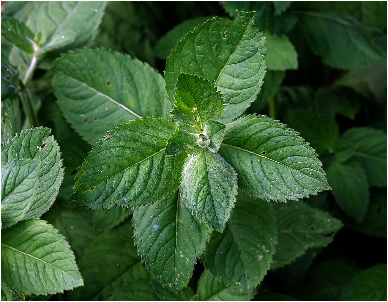 Изображение особи род Mentha.