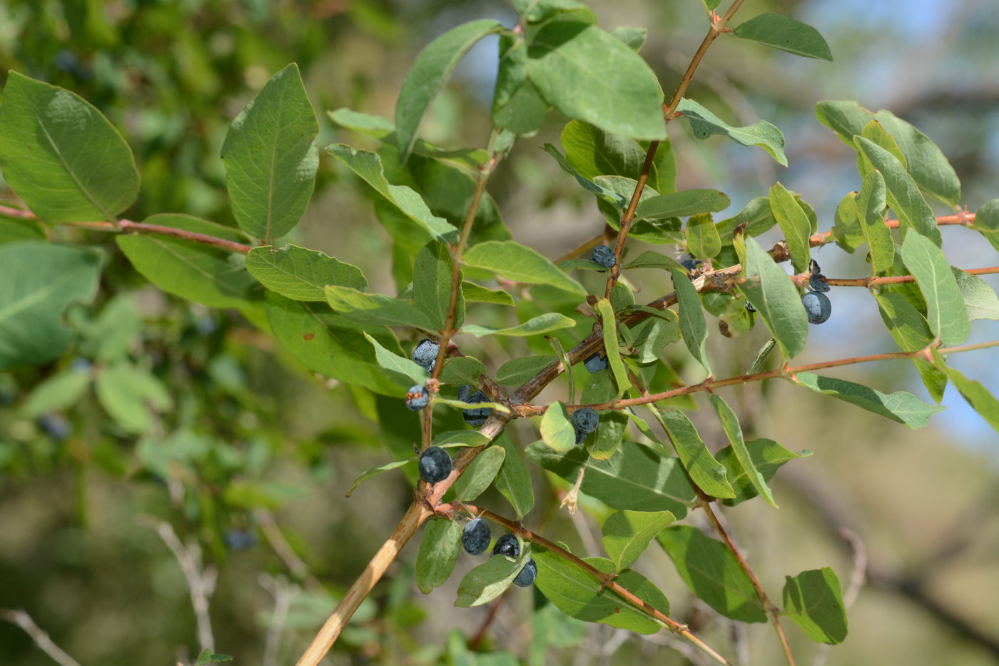 Изображение особи Lonicera stenantha.