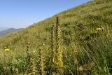 genus Pedicularis. Отцветшие растения. Чечня, Итум-Калинский р-н, северный отрог горы Чархунышкорт, западный склон, выс. 2400 м н.у.м, травянистый склон. 7 августа 2023 г.