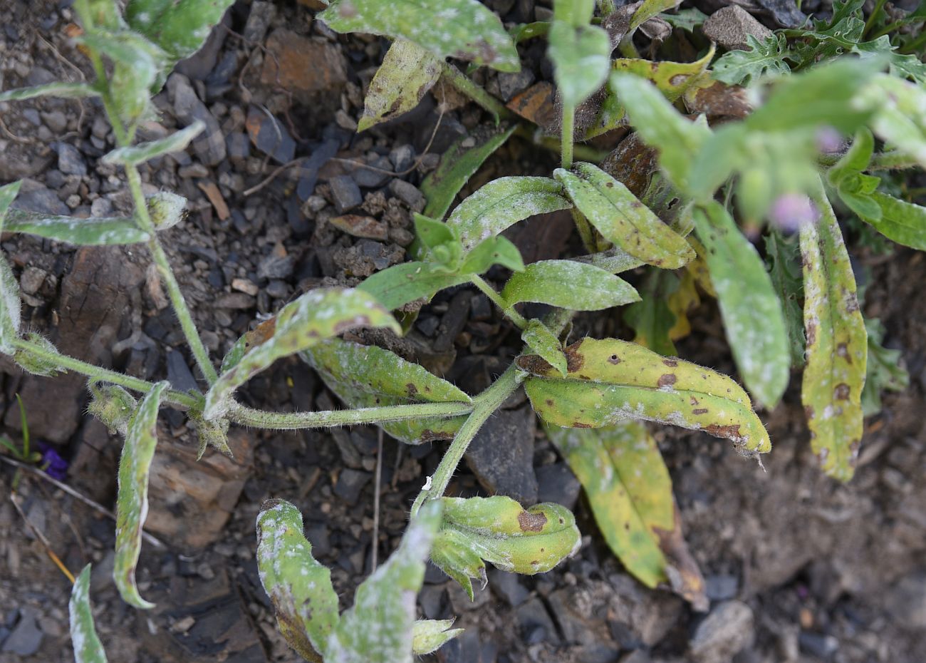 Image of Nonea versicolor specimen.