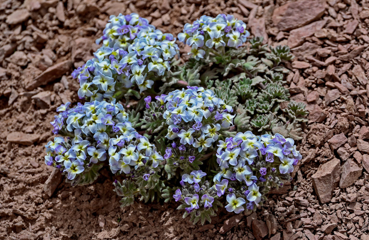 Изображение особи Oreoblastus flabellatus.