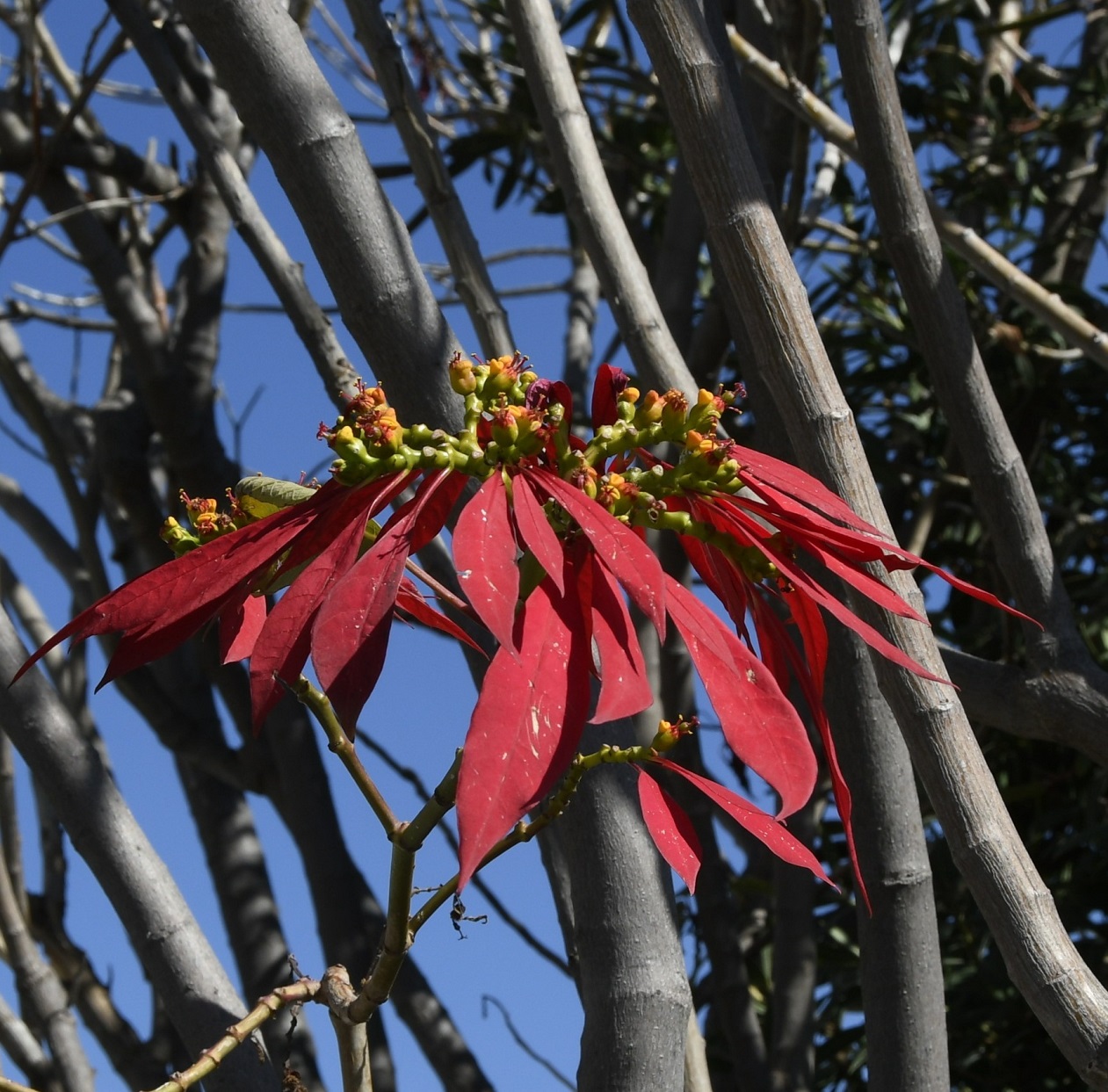 Image of Euphorbia pulcherrima specimen.