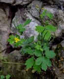 Chelidonium majus. Цветущее и плодоносящее растение. Грузия, Имеретия, Гелатский монастырь, у подножия каменной стены. 14.06.2023.